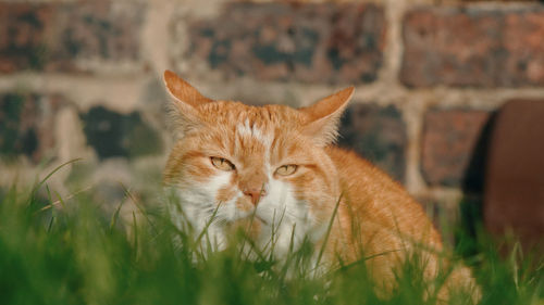 Close-up portrait of a cat