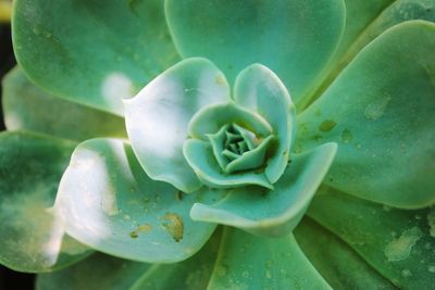 Close-up of succulent plant