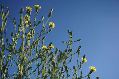 Low angle view of yellow flowers against clear blue sky