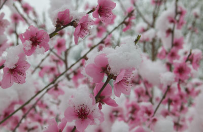 Beautiful flowers of peach covered by snow in the spring season