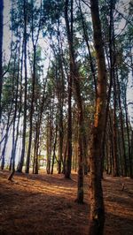 Trees in forest