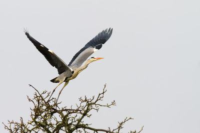 Low angle view of bird flying against clear sky