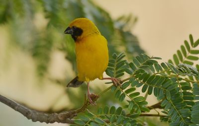 Close-up of bird perching on branch