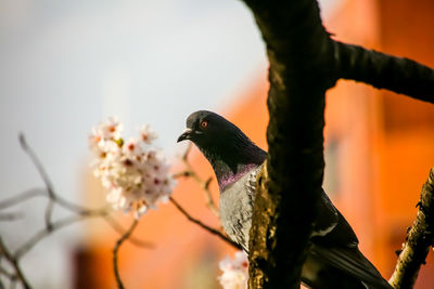 Low angle view of bird perching on branch