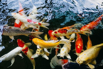 Fish swimming in sea