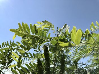 Low angle view of tree against clear blue sky