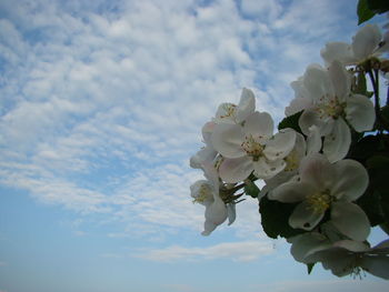 Low angle view of flowers against sky