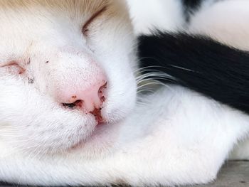 Close-up of cat sleeping