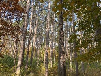 Low angle view of bamboo trees in forest