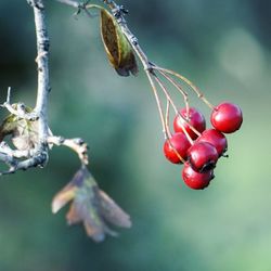 fruit