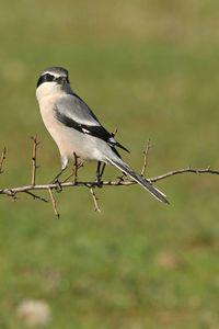 Close-up of bird perching on branch