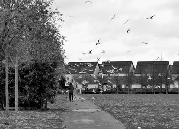 Birds flying over buildings in city