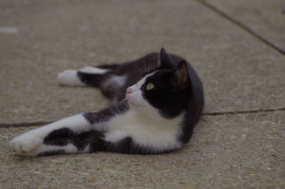 Close-up of cat sitting