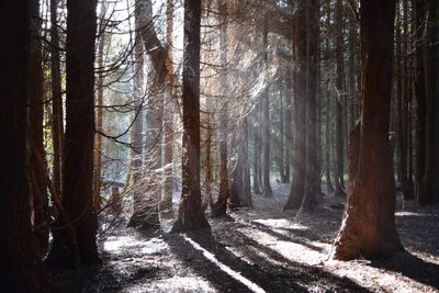 Trees in forest