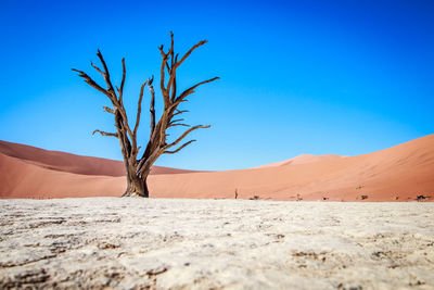 Bare tree in desert against clear blue sky