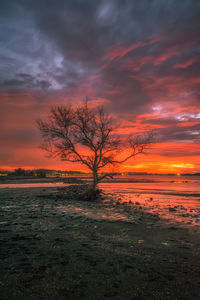 Bare tree on landscape at sunset