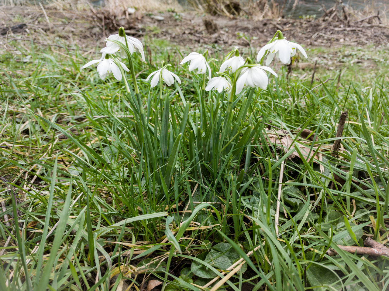 CLOSE-UP OF WHITE FLOWERING PLANTS GROWING ON LAND