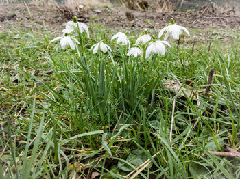 Close-up of white flowering plants on field