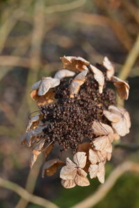 Close-up of brown flowers