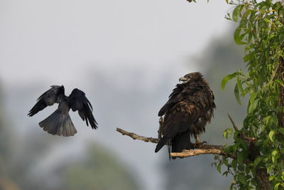 A great spotted eagle mobbed by a crow