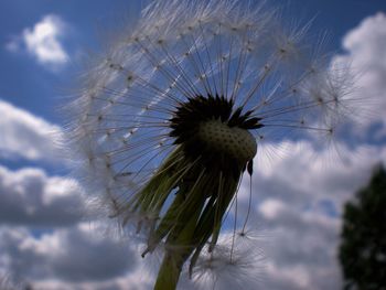 Close-up of dandelion against sky