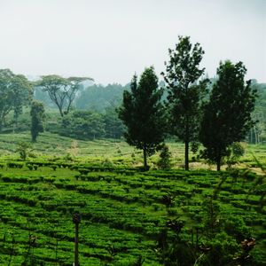 Scenic view of grassy field