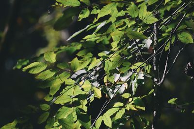 Low angle view of green leaves