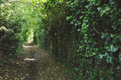 Footpath amidst trees in forest