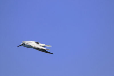 Low angle view of bird flying against clear blue sky