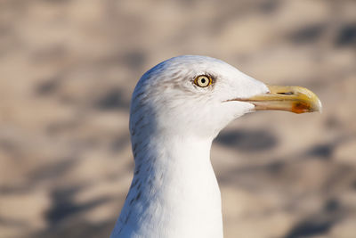 Close-up of seagull