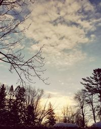 Low angle view of silhouette bare trees against sky