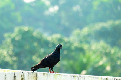 Pigeon on railing