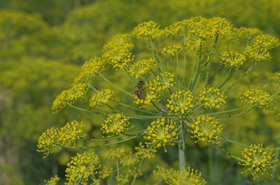 Close-up of yellow flowers growing on plant