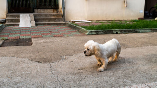 View of a dog on street
