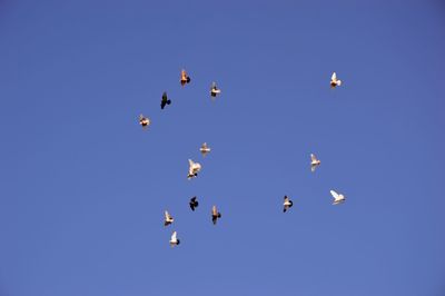 Low angle view of birds flying in sky