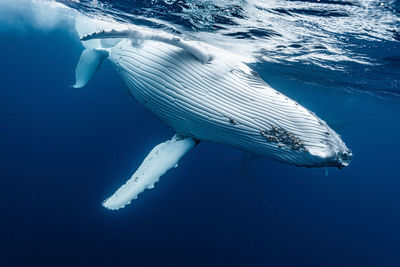 High angle view of swimming in sea