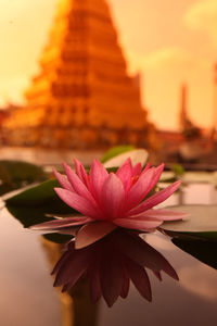 Close-up of lotus blooming in pond against temple during sunset