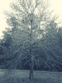 Bare trees on snow covered landscape