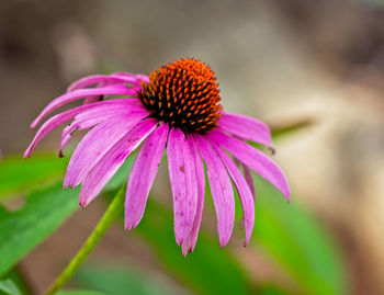 Close-up of purple flower