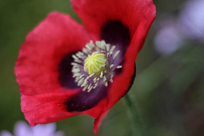 Close-up of red flower