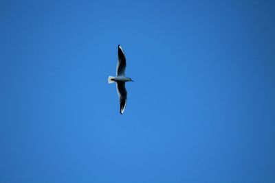 Low angle view of seagull flying in sky