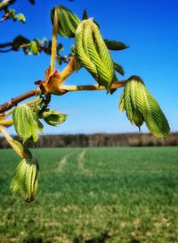 Close-up of plant growing on field against sky