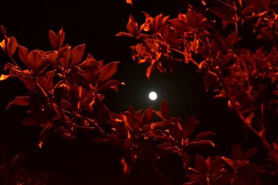 Close-up of red flowers against moon at night