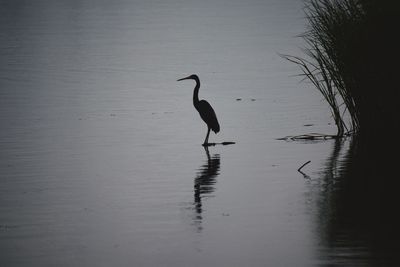 View of birds on lake