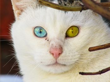 Close-up portrait of a cat