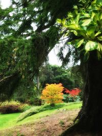 Trees and plants in forest