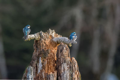 Tree swallow hanging out. on an old log