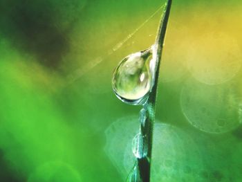 Close-up of water droplet on leaf