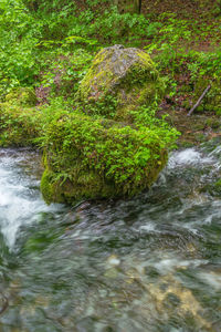 Stream flowing through forest