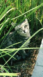 Close-up portrait of cat on grass